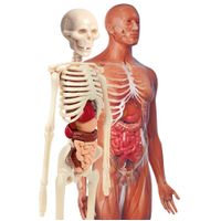 Laboratorio-de-anatomia