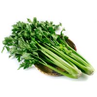 Apio-Planta-Especial