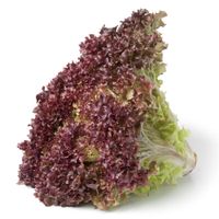 Lechuga-Morada