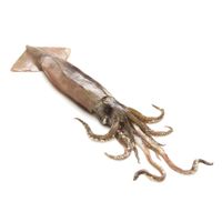 Calamar-Entero-el-kg