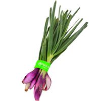 Cebolla-verdeo-colorada