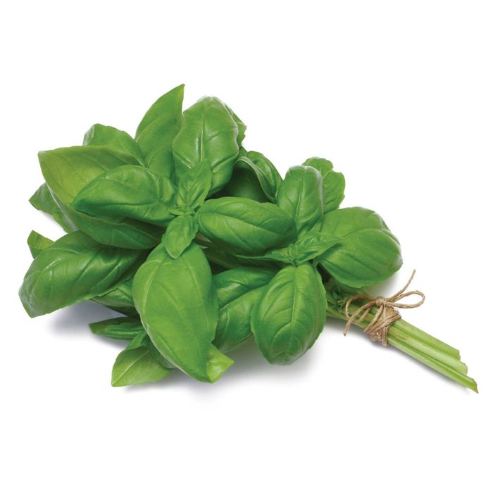 Albahaca-hidroponica-Hidrofarm