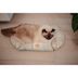 Almohadon-para-gatos-o-perros-Scott-65x42-cm