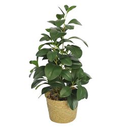 Planta-artificial-con-maceta-165x51-cm