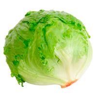 Lechuga-capuchina