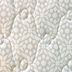Colchon-Daphne-2-plazas-Queen-160x200x26-cm