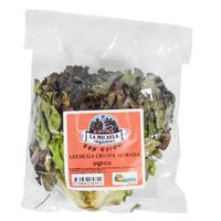 Lechuga-crespa-morada-organica-LA-MICAELA