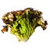 Lechuga-crespa-morada-organica-LA-MICAELA
