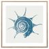 Lamina-con-Marco-40x40-cm-xcc-245751-s-caracol-de-MAR