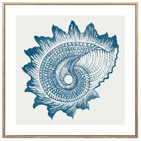 Lamina-con-Marco-40x40-cm-xcc-245752-s-caracol-de-MAR