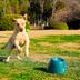 Lanza-Pelotas-Automatico-para-Mascotas
