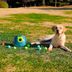 Lanza-Pelotas-Automatico-para-Mascotas