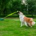 Lanza-Pelotas-Automatico-para-Mascotas